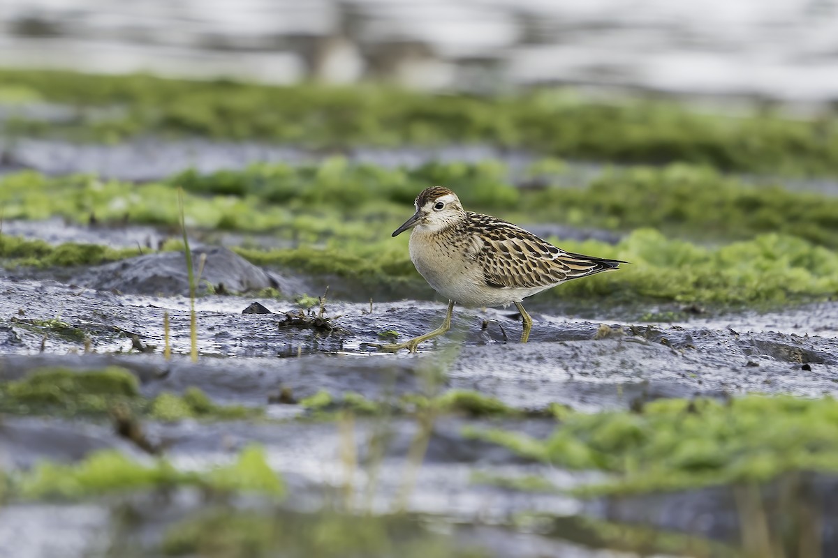 Sharp-tailed Sandpiper - ML381144011