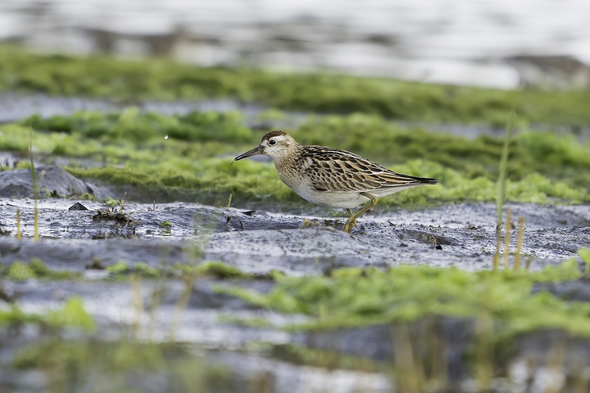 Sharp-tailed Sandpiper - Derek Lecy