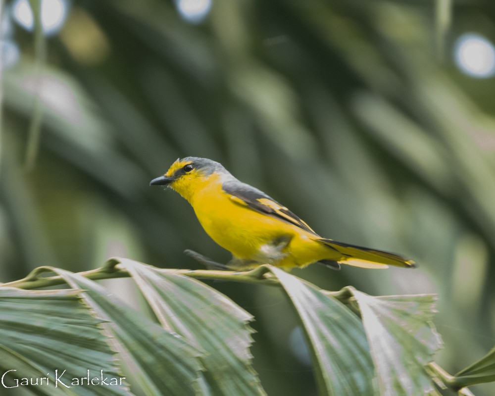 Turuncu Minivet - ML381144201
