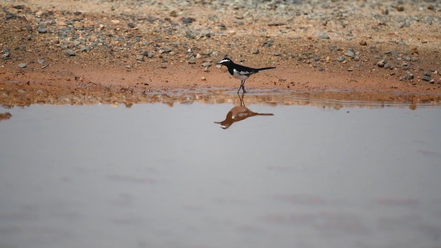 White-browed Wagtail - ML381145291
