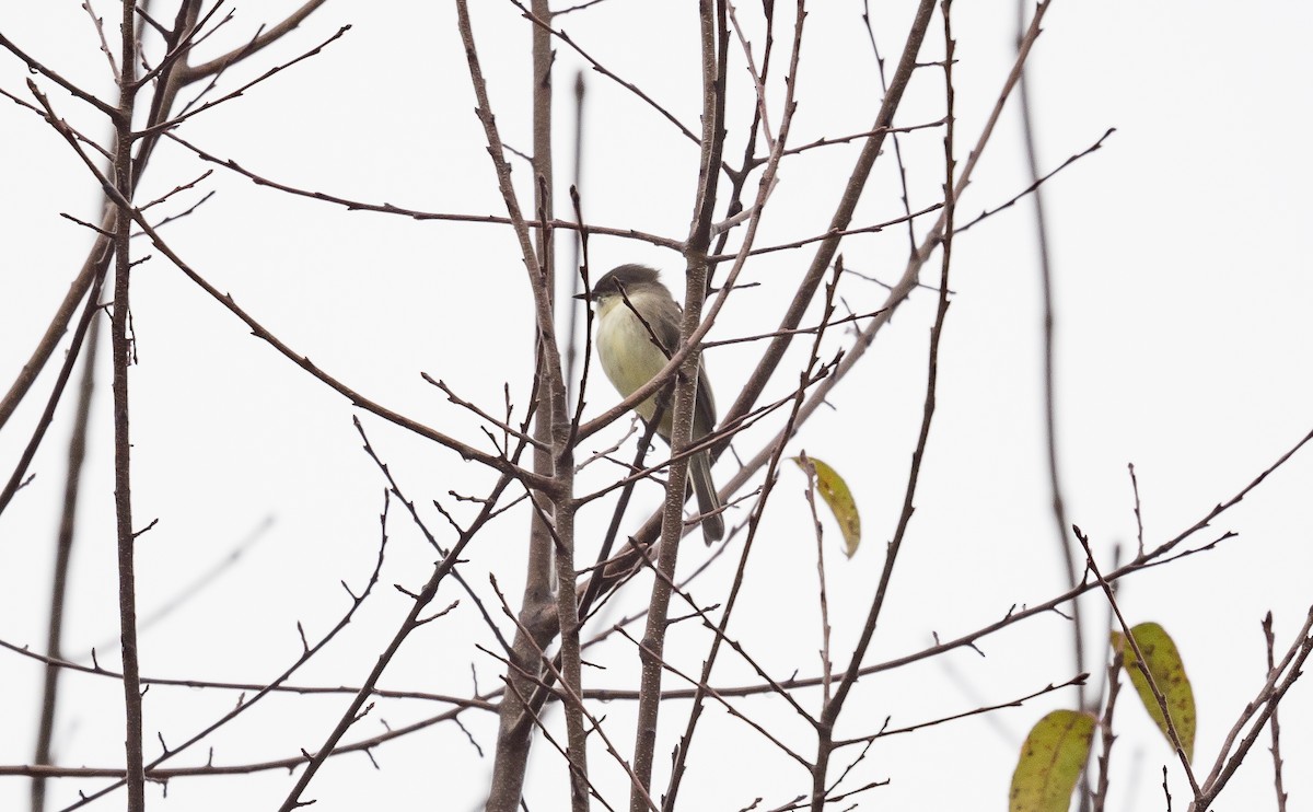 Eastern Phoebe - ML381146361