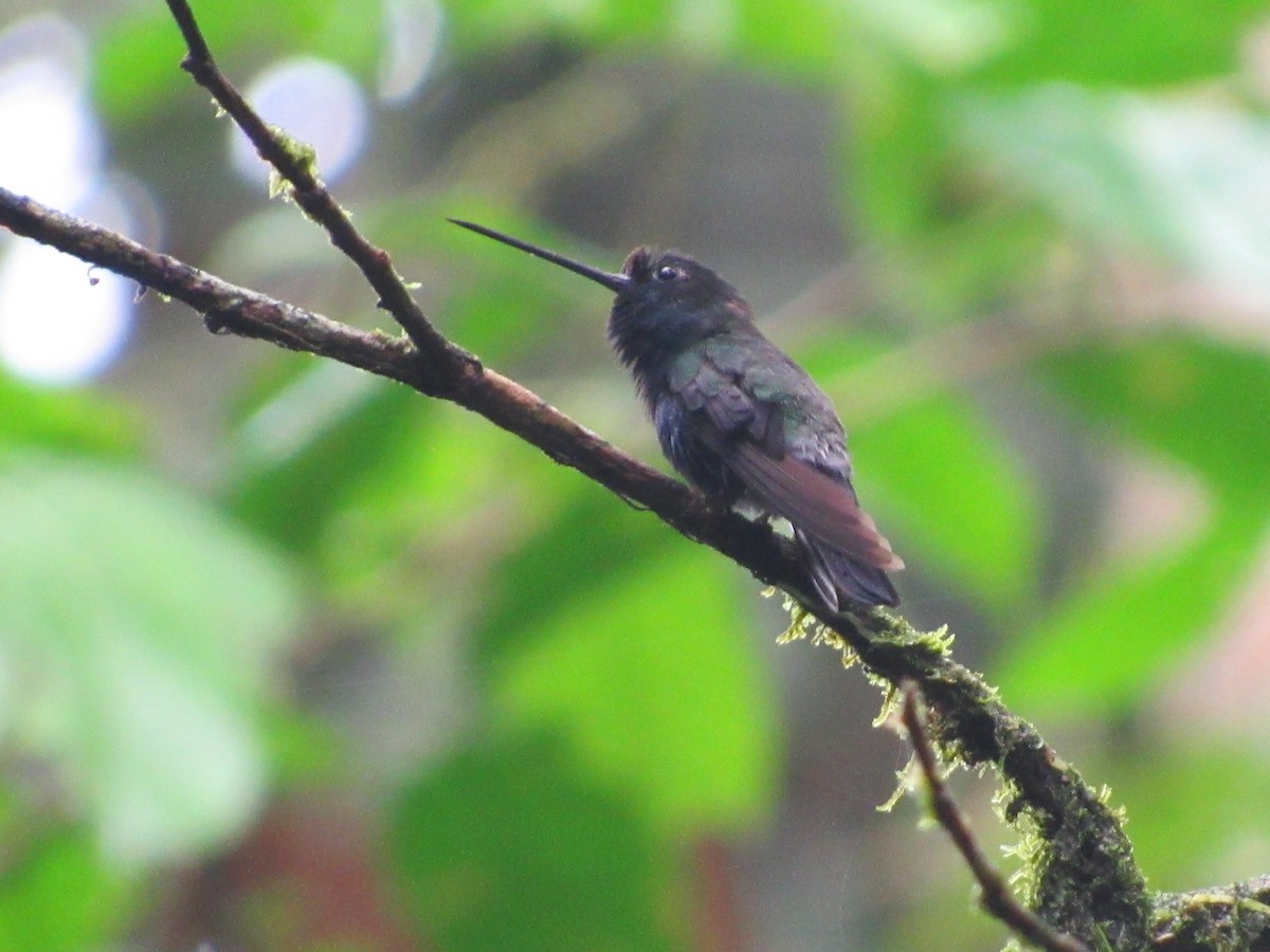 kolibřík modročelý - ML381146371