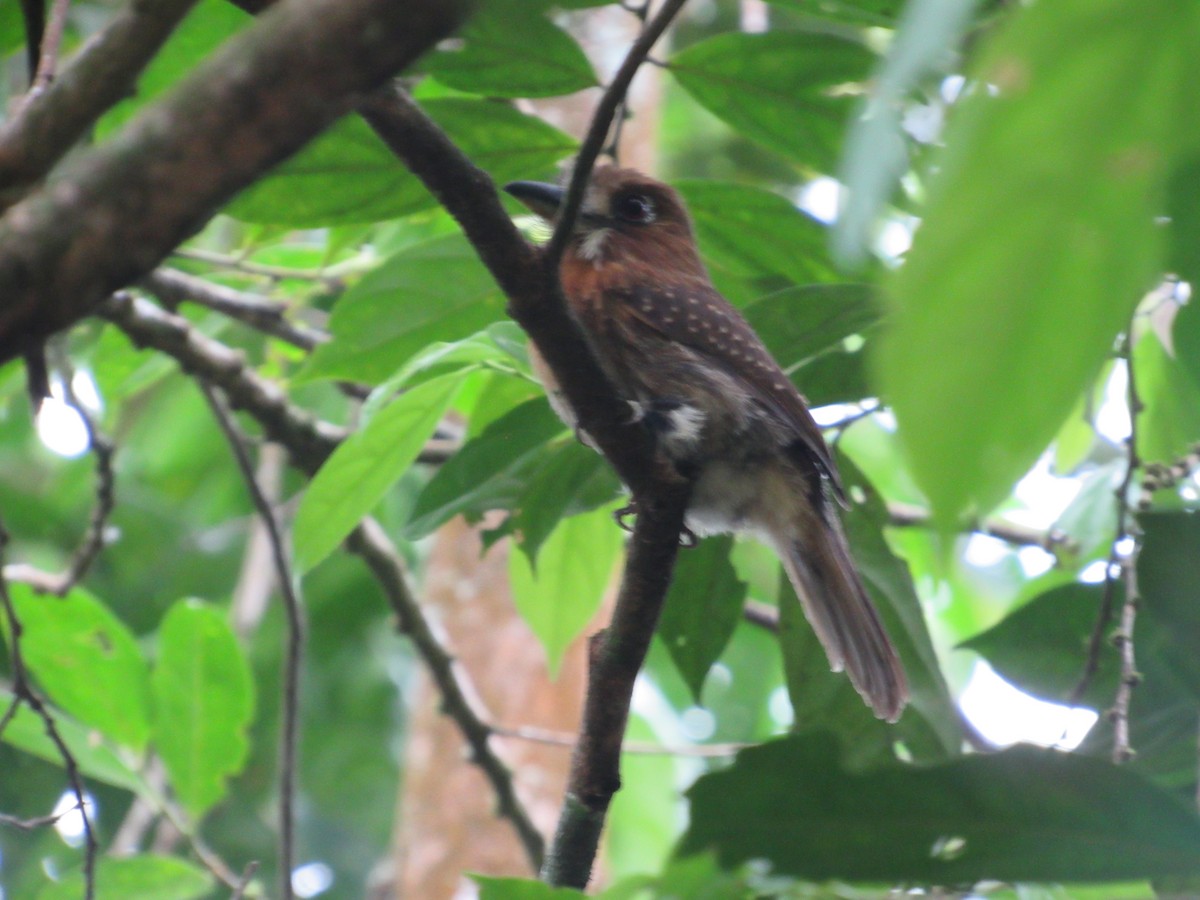 Moustached Puffbird - ML381146481