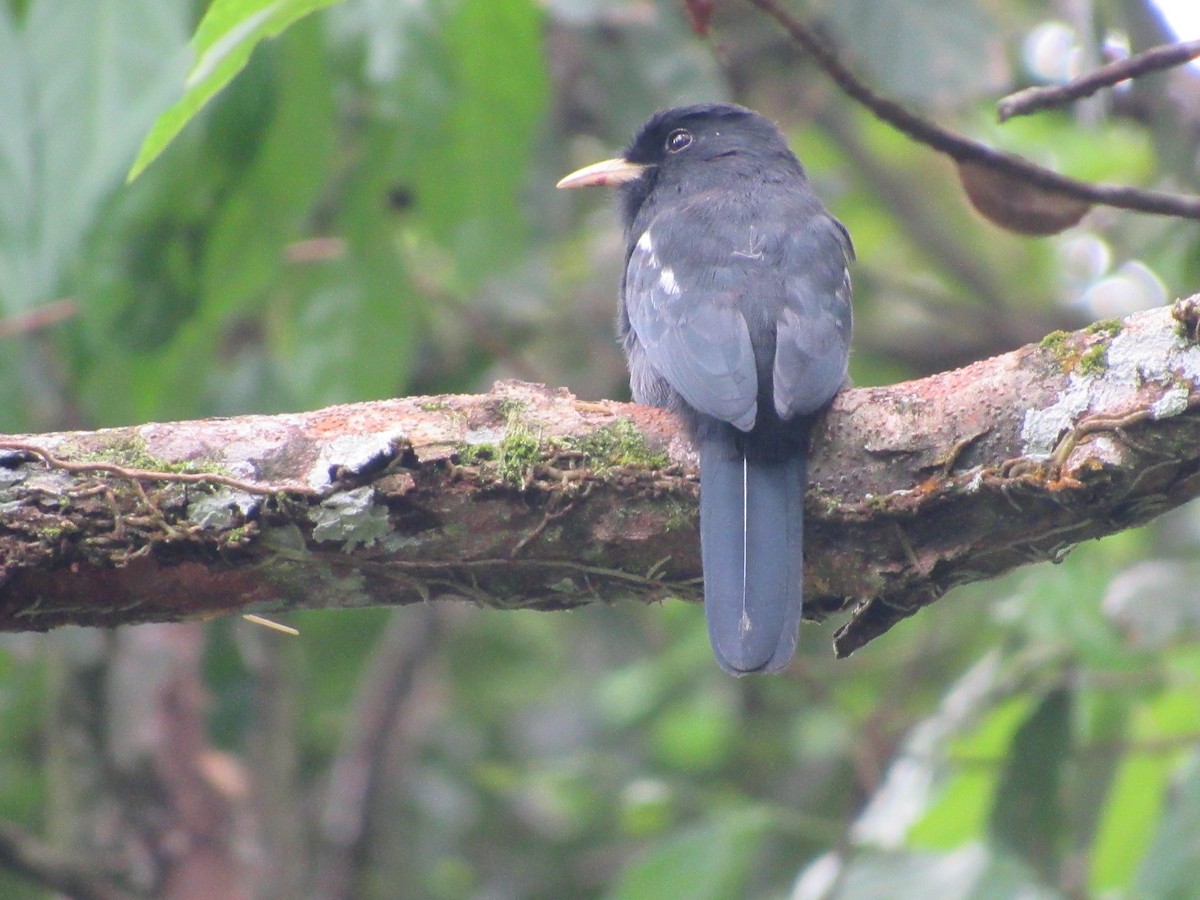 lenivka žlutozobá - ML381146851