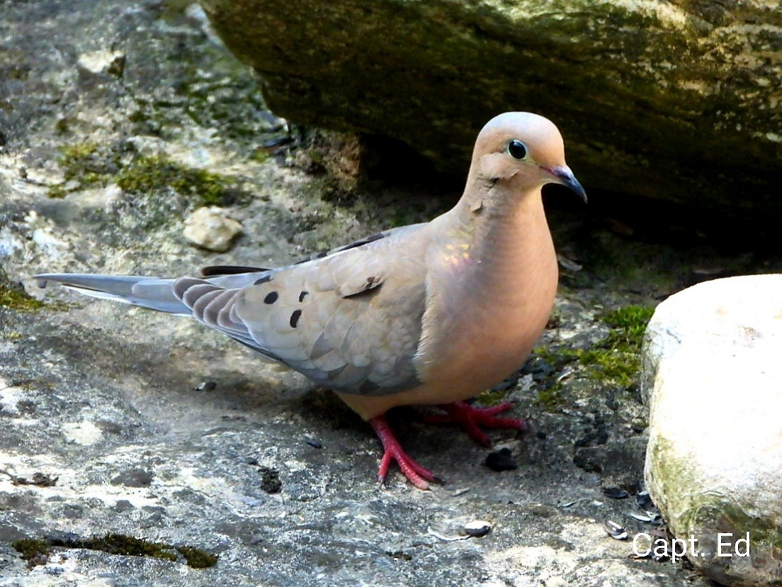 Mourning Dove - ML381148721