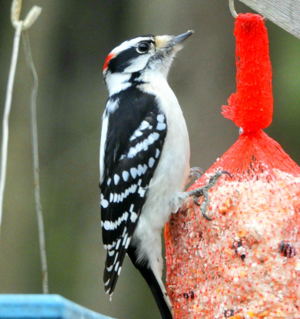 Downy Woodpecker - ML381148821
