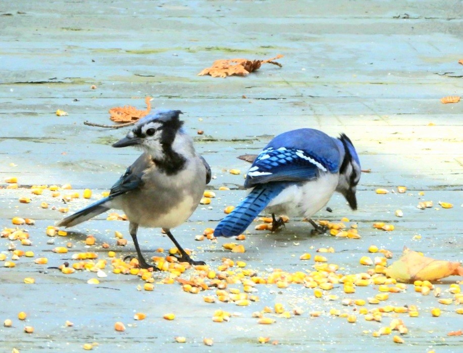 Blue Jay - ML381148881