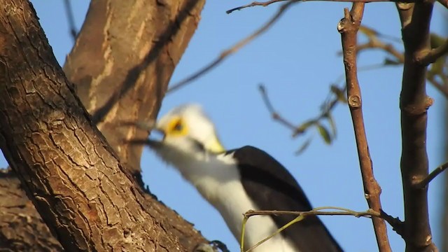 White Woodpecker - ML381149651