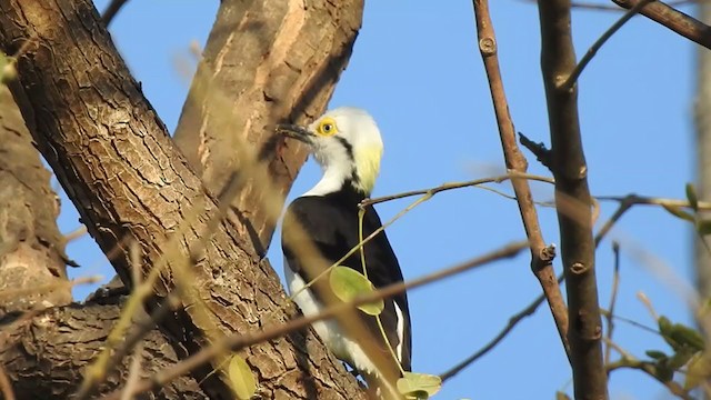 White Woodpecker - ML381149661