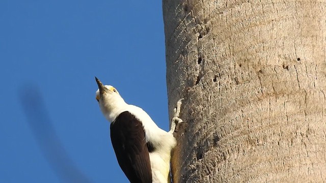White Woodpecker - ML381149671