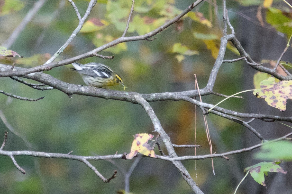 Blackburnian Warbler - ML38115001