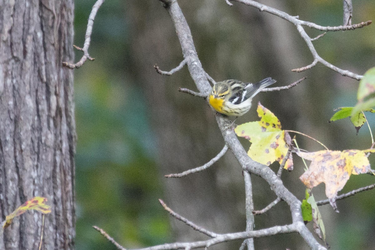 Blackburnian Warbler - ML38115011