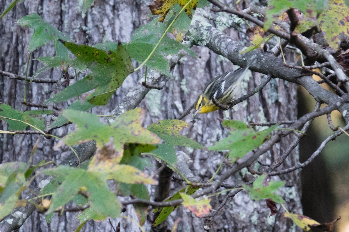Blackburnian Warbler - ML38115021