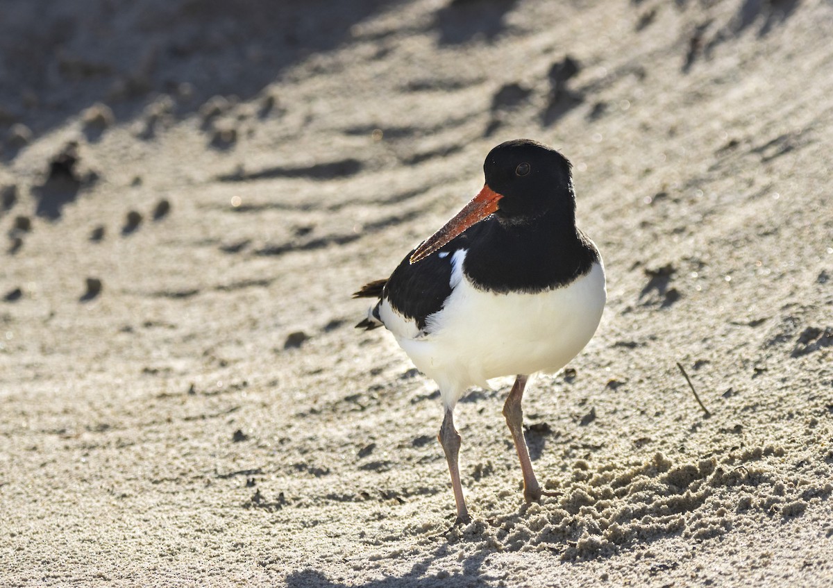 Eurasian Oystercatcher - Torsten Heikaus