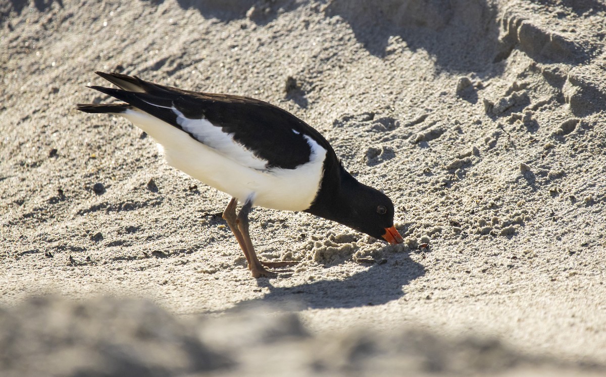 Eurasian Oystercatcher - Torsten Heikaus