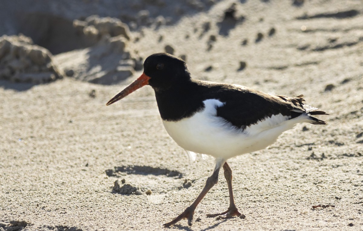 Eurasian Oystercatcher - Torsten Heikaus