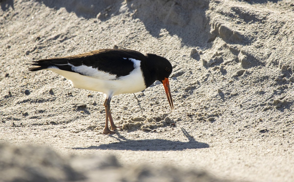 Eurasian Oystercatcher - Torsten Heikaus