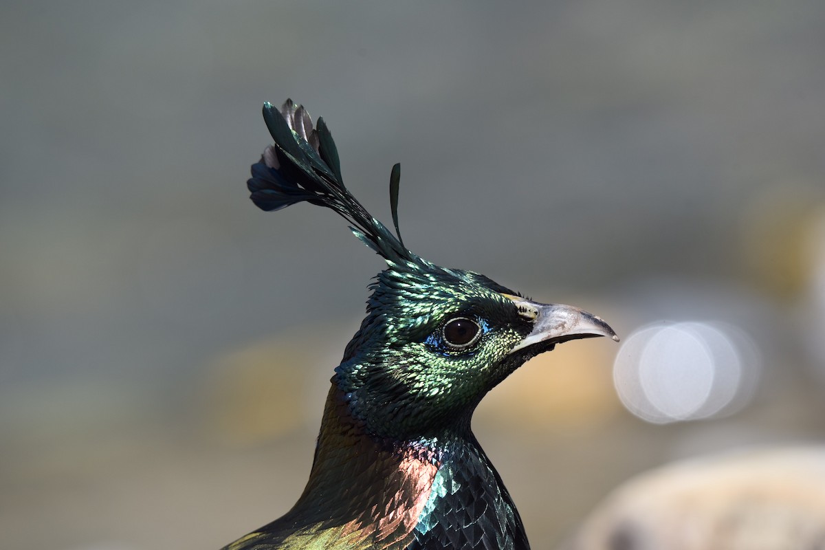 Himalayan Monal - ML381151981