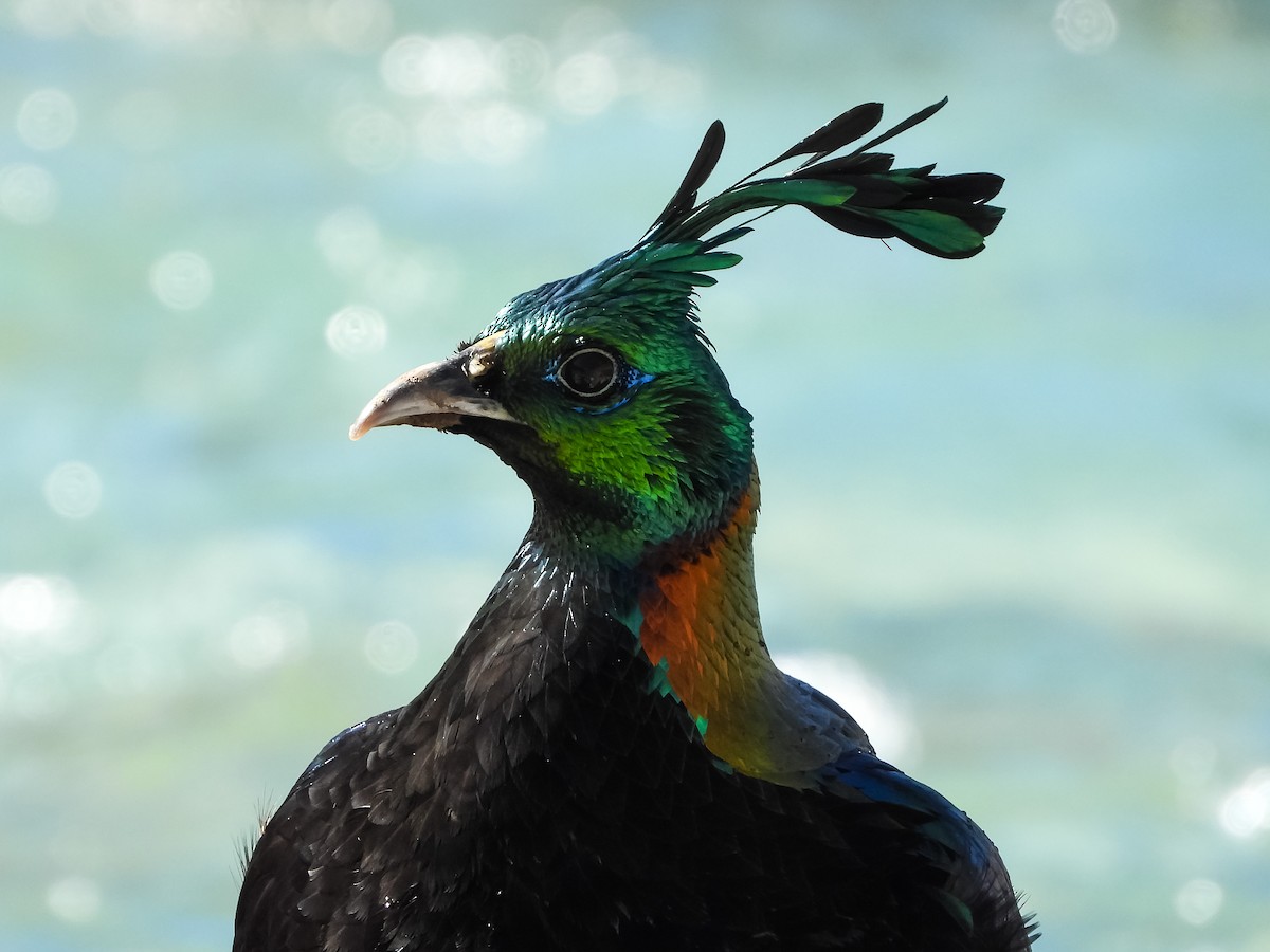 Himalayan Monal - ML381152001