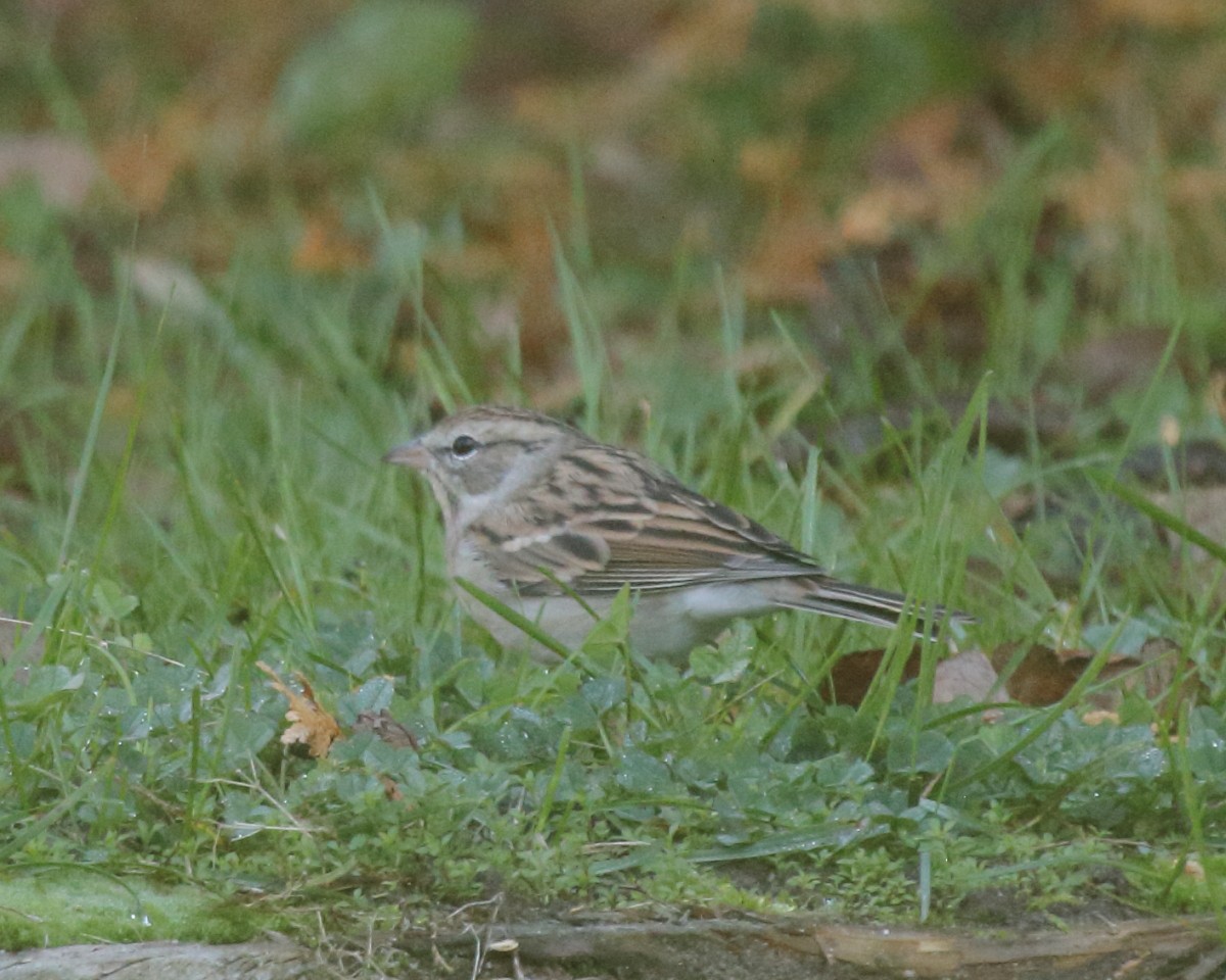 Chipping Sparrow - Mike V.A. Burrell