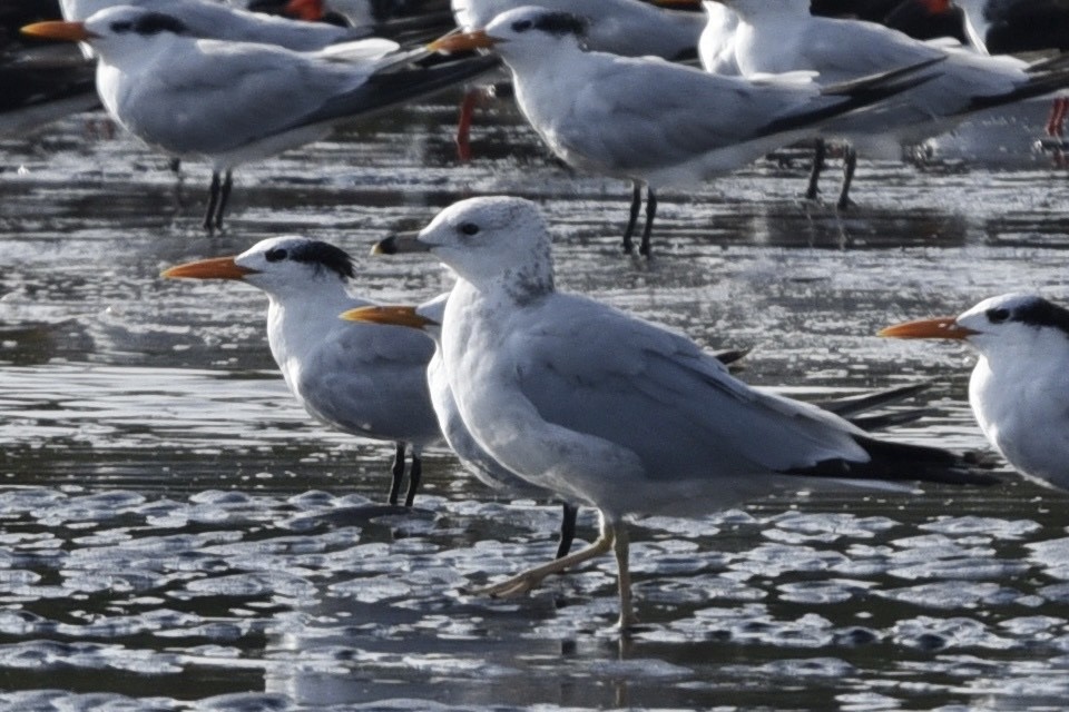 Halkalı Martı - ML381157151