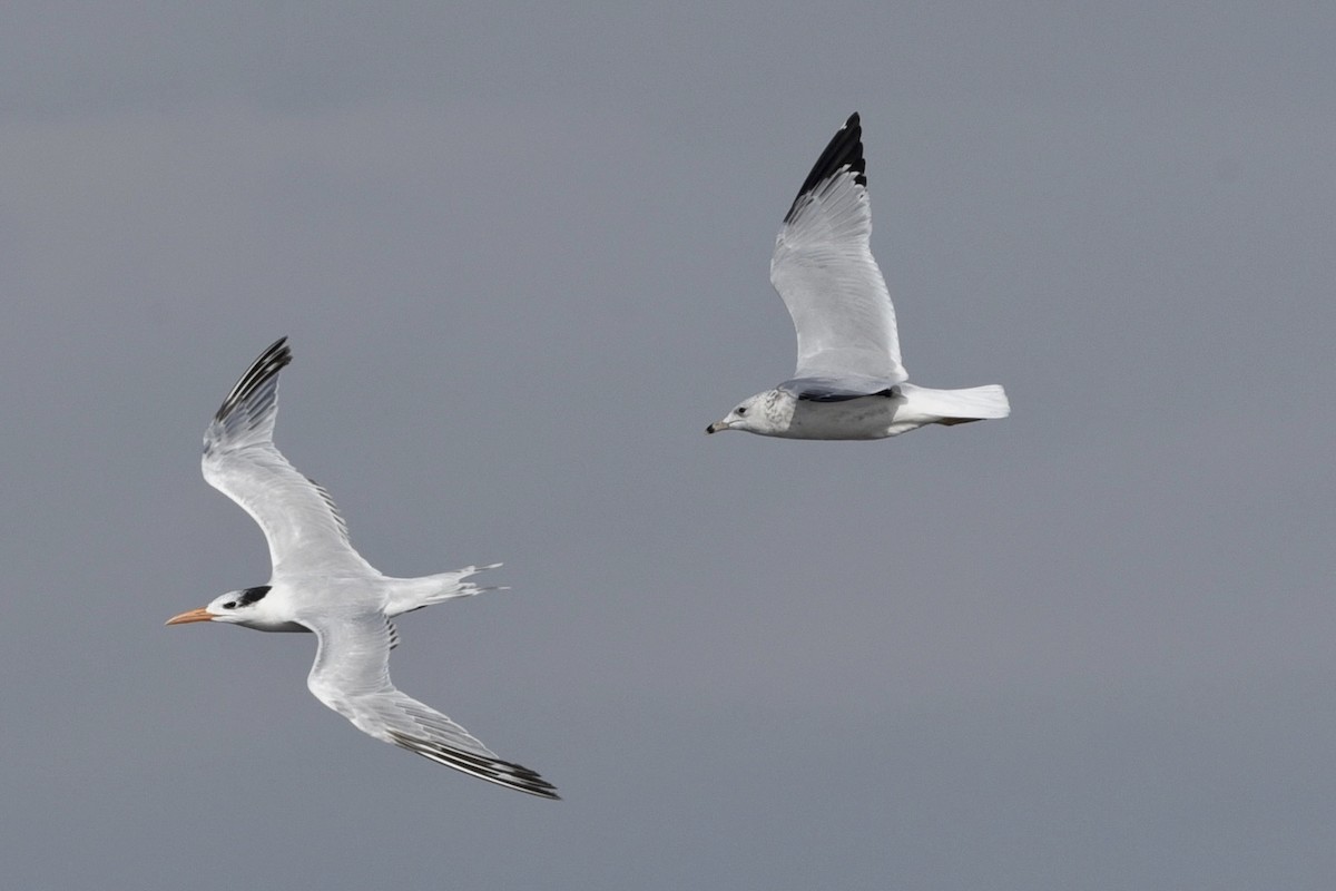 Halkalı Martı - ML381157171