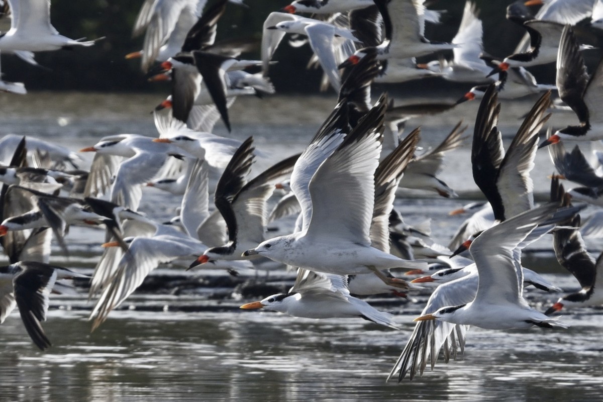 Halkalı Martı - ML381157181