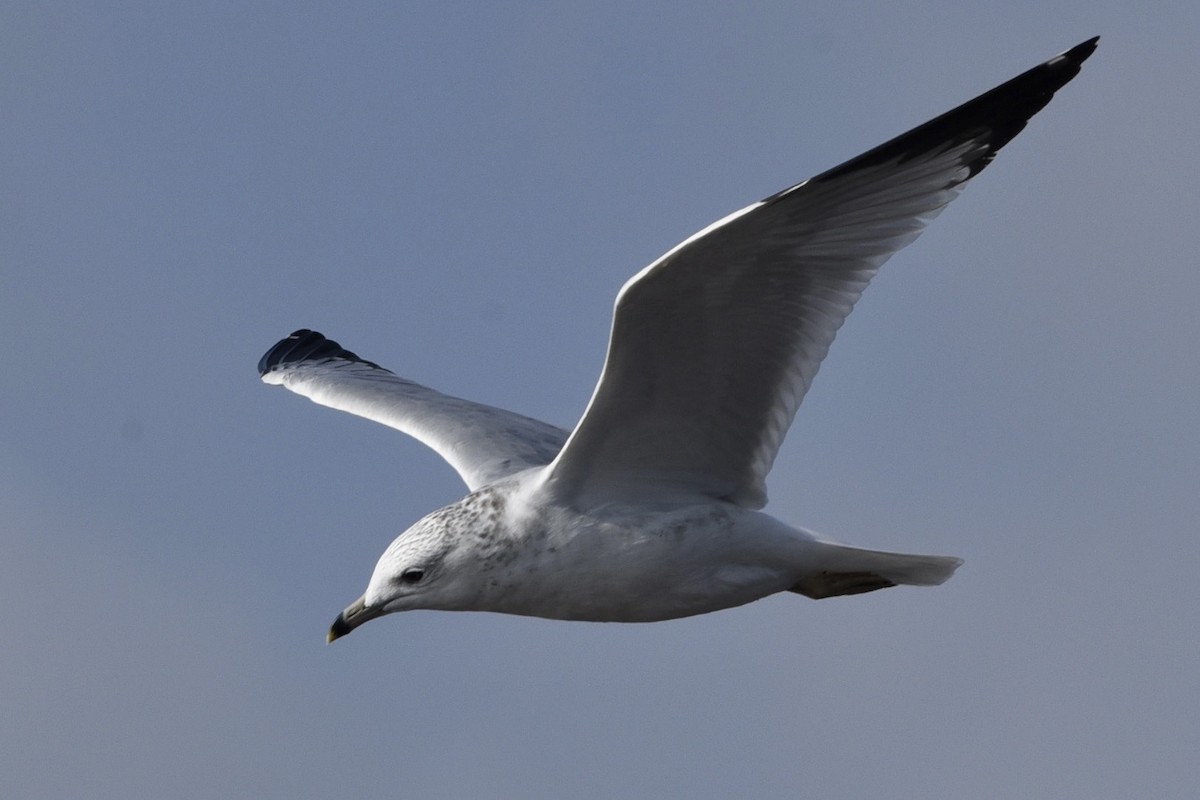 Halkalı Martı - ML381157191