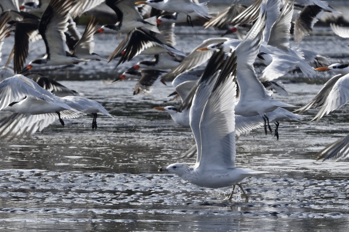 Halkalı Martı - ML381157201