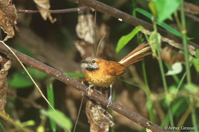 Hoary-throated Spinetail - Arthur Grosset