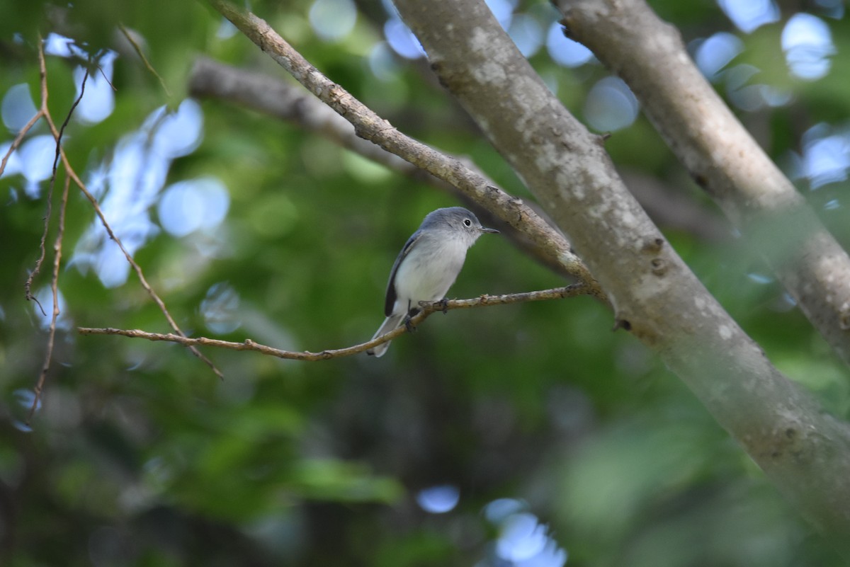 Blue-gray Gnatcatcher - ML381159321
