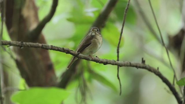 Gobemouche muttui - ML381159441