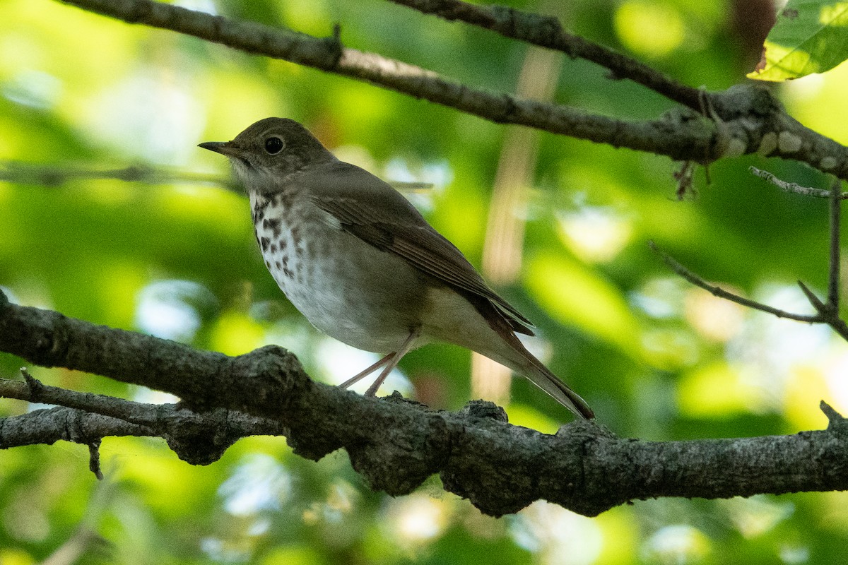 Hermit Thrush - ML381159841