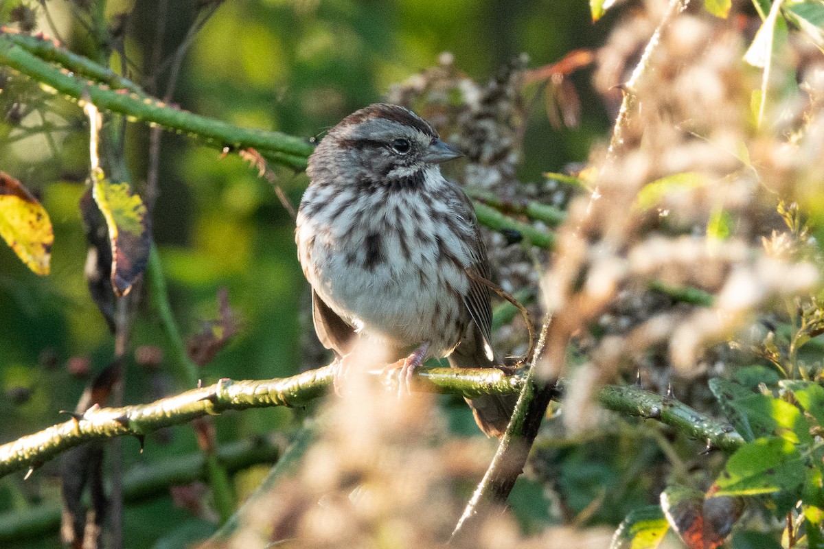 Song Sparrow - ML381159901