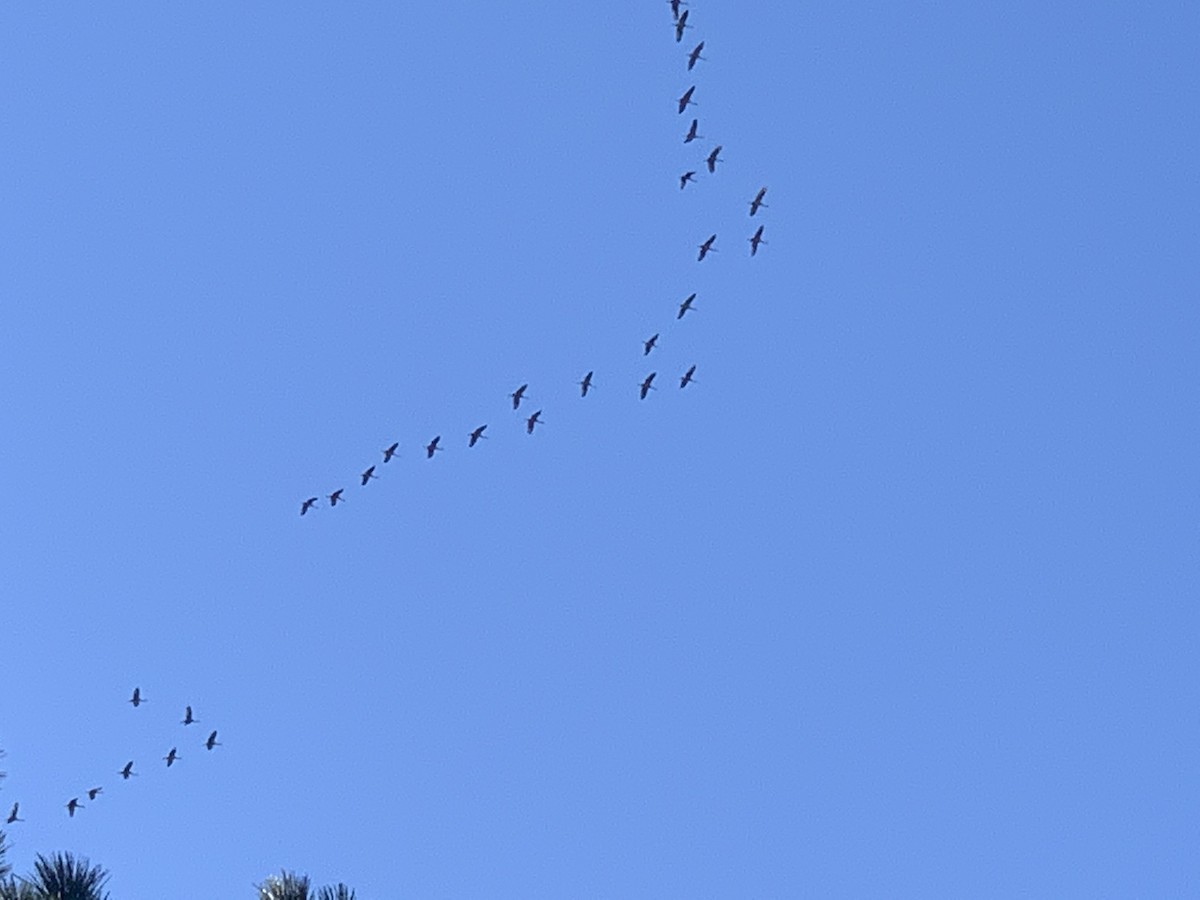 Sandhill Crane - ML381161181