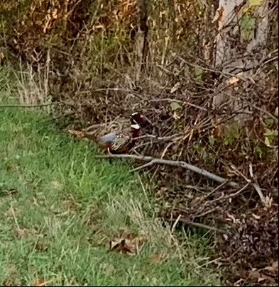 Ring-necked Pheasant - ML381162041