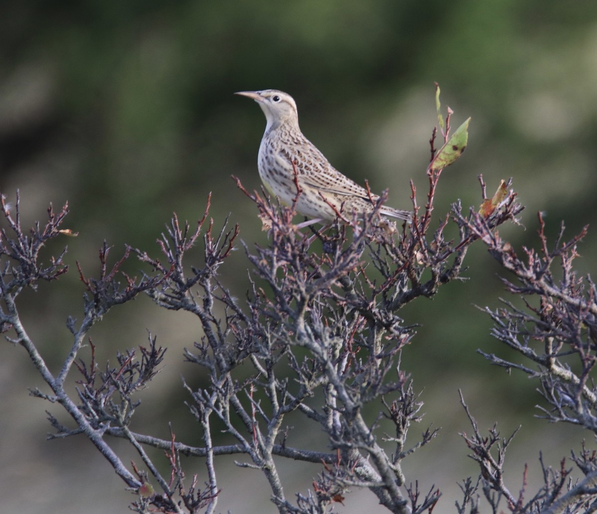 Eastern Meadowlark - ML381162091