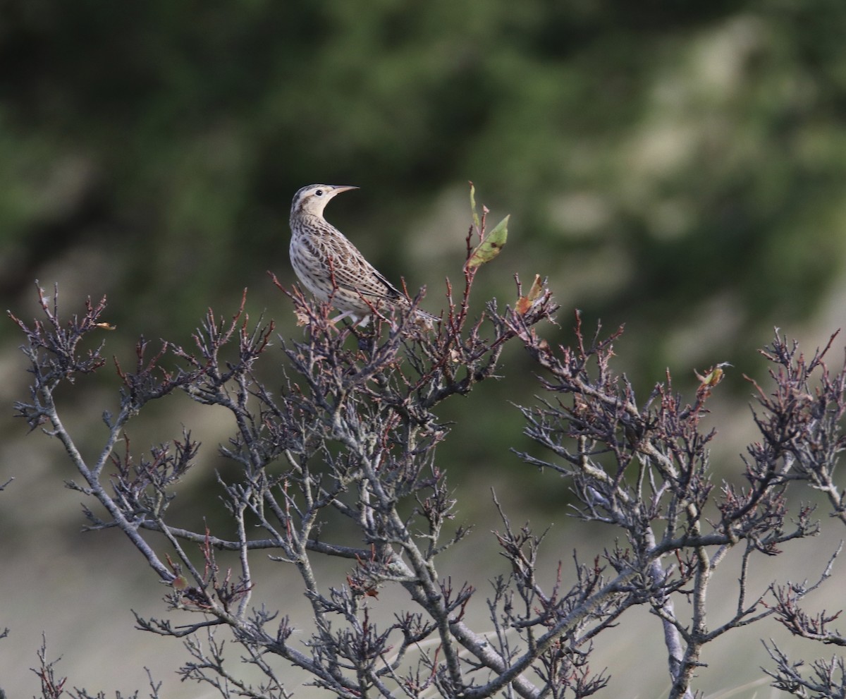 Eastern Meadowlark - ML381162101