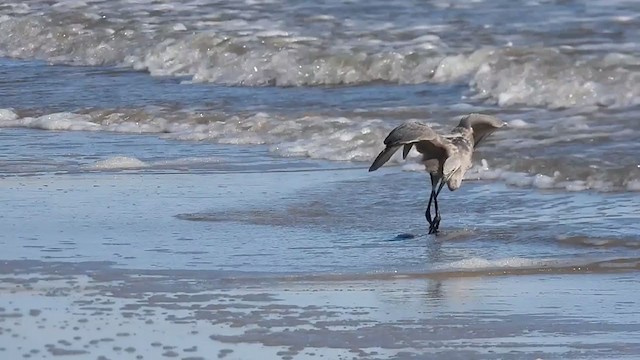 Reddish Egret - ML381162481