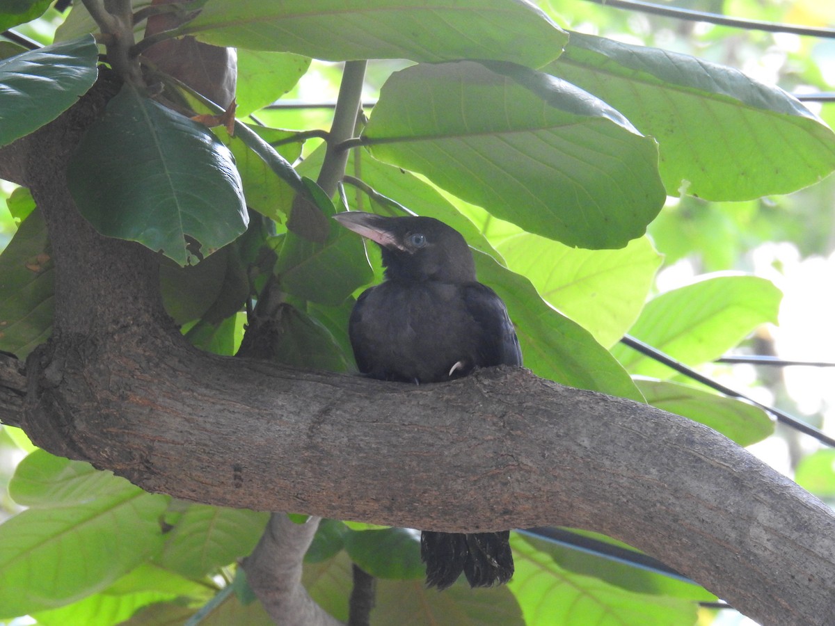 Large-billed Crow - ML381163421