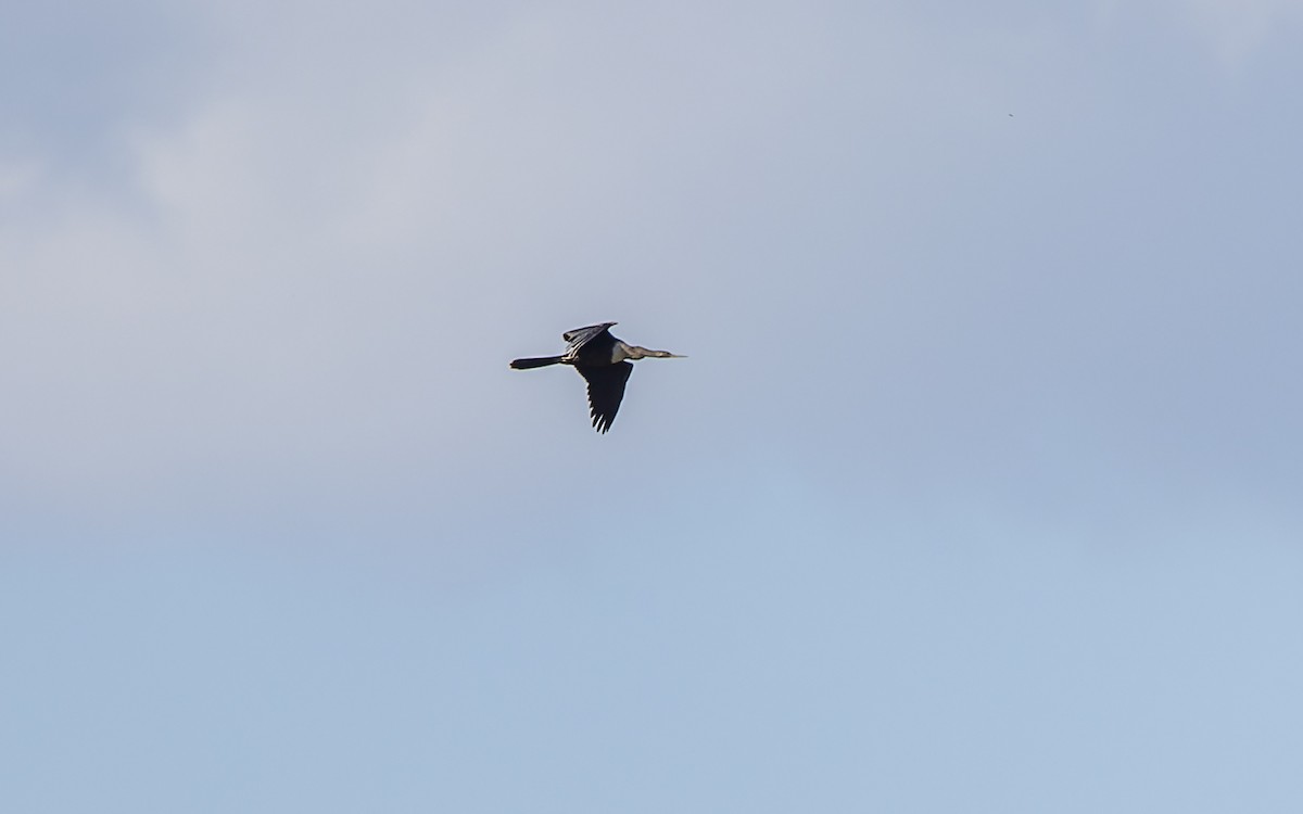 Anhinga Americana - ML381163841