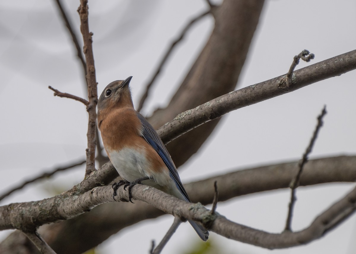 Eastern Bluebird - Sheila and Ed Bremer