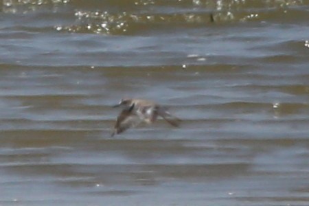 Collared Plover - ML381164911