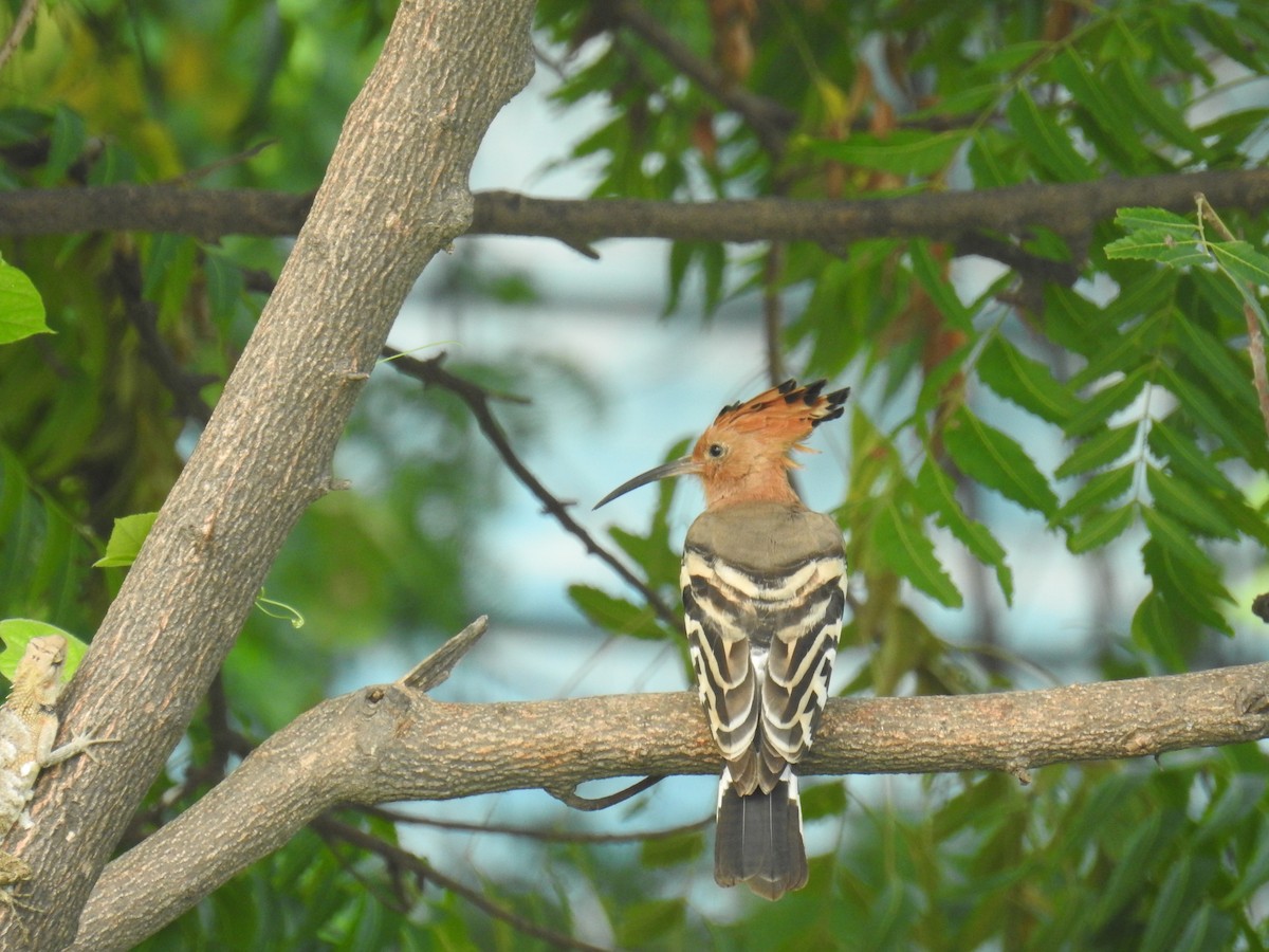 Eurasian Hoopoe - ML381165091