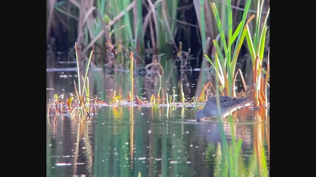 Long-billed Dowitcher - ML381165911