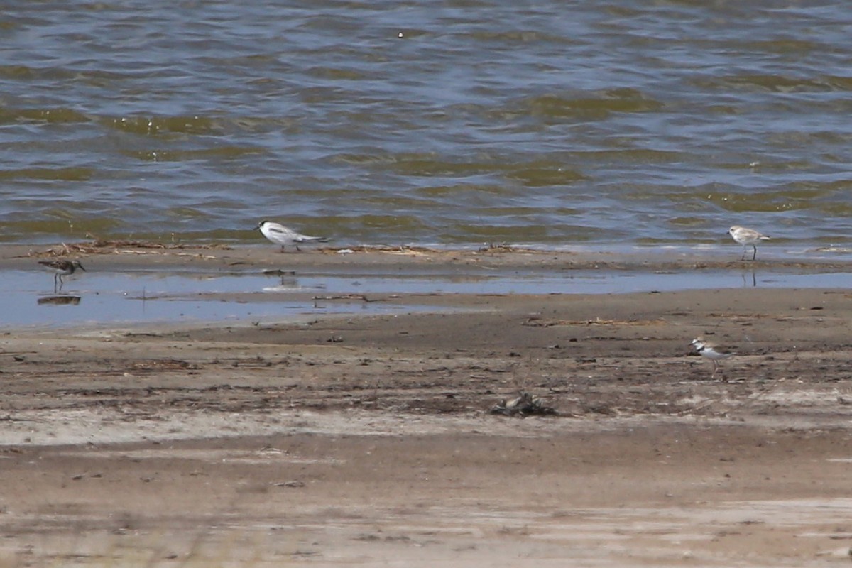 Least Tern - ML381165961