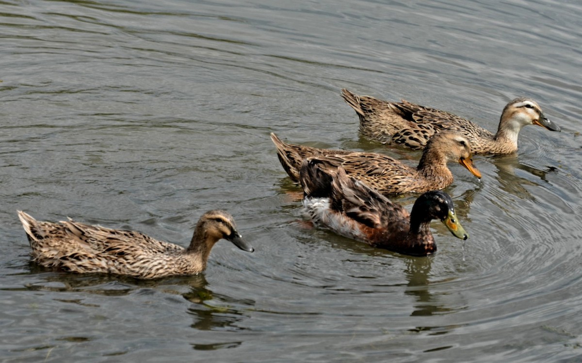 Mallard (Domestic type) - ML381165971