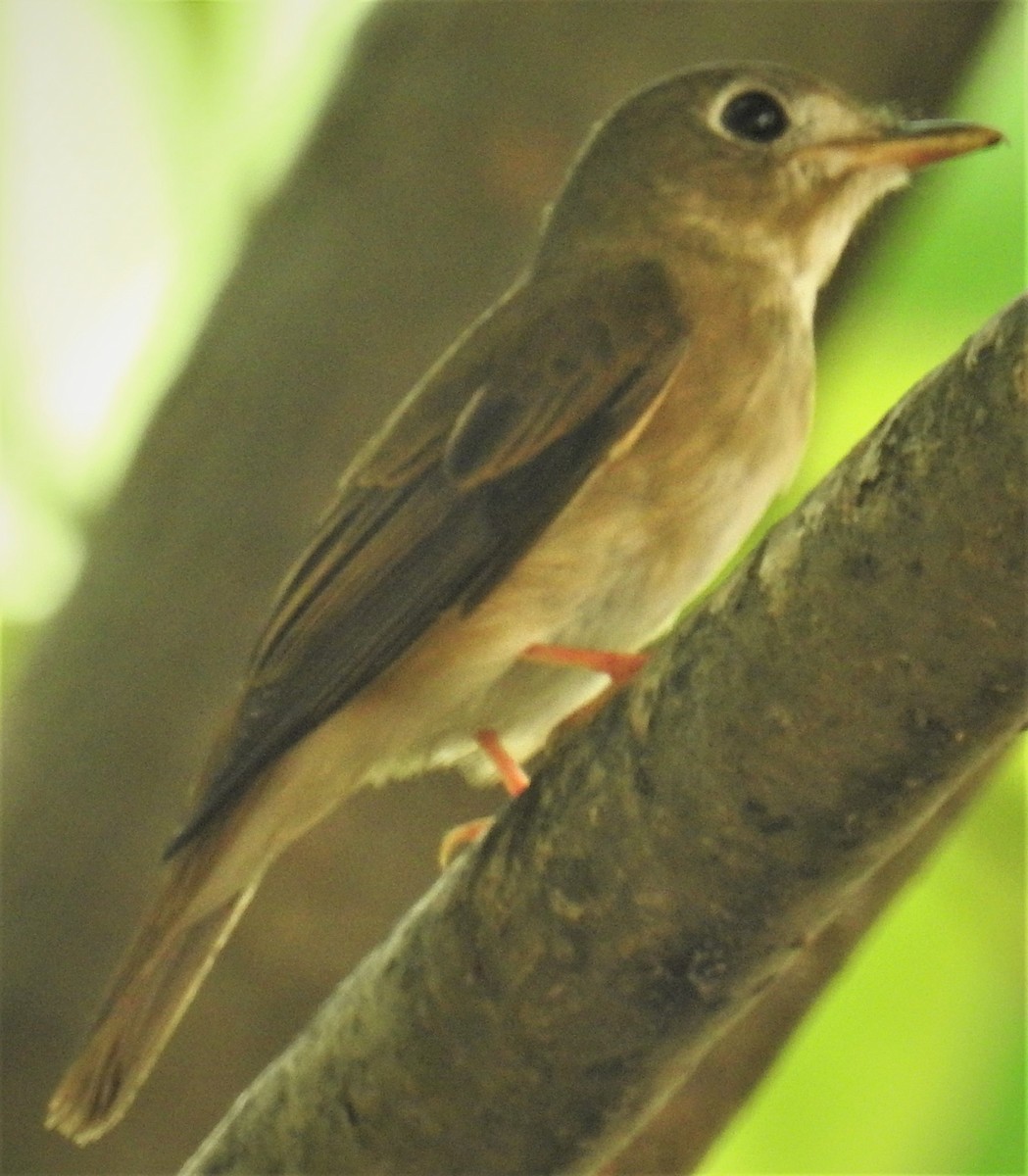 Brown-breasted Flycatcher - ML381166521