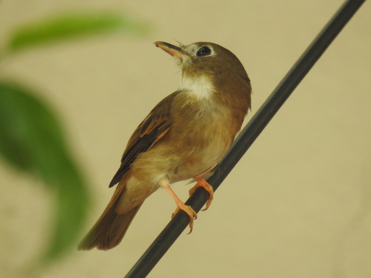 Brown-breasted Flycatcher - ML381166531