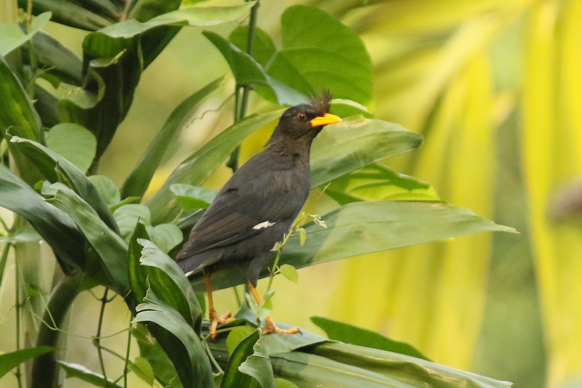 Great Myna - David Lewis